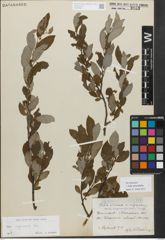 Foto von Salix myrsinifolia Salisb.